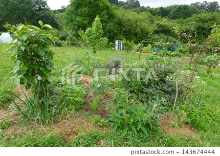 Permaculture food forest developing, planting sustainable organic vegetables and fruit trees in a regenerative garden Permaculture food forest developing, planting sustainable organic vegetables and fruit trees in a regenerative garden 143674444