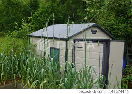 Garlic scapes growing in garden next to outdoor shed Garlic scapes growing in garden next to outdoor shed 143674445