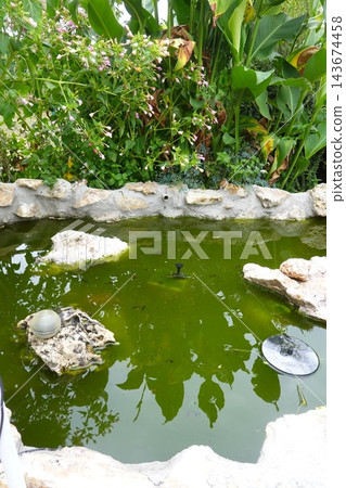 Garden pond with green water reflecting plants and stone, offering a natural and serene outdoor escape Garden pond with green water reflecting plants and stone, offering a natural and serene outdoor escape 143674458