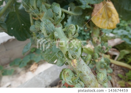 Brussels sprouts growing on stem in garden, producing fresh organic vegetables for healthy eating Brussels sprouts growing on stem in garden, producing fresh organic vegetables for healthy eating 143674459