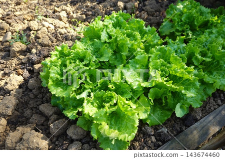 Fresh green lettuce growing in garden soil, promoting organic farming, healthy eating, and sustainable agriculture Fresh green lettuce growing in garden soil, promoting organic farming, healthy eating, and sustainable agriculture 143674460