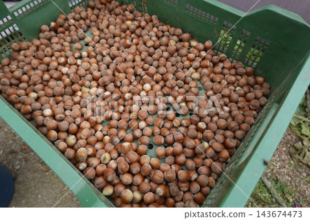 Hazelnuts filling a green plastic crate, showcasing a fresh harvest of healthy nuts ready for processing and consumption Hazelnuts filling a green plastic crate, showcasing a fresh harvest of healthy nuts ready for processing and consumption 143674473