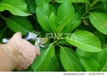 Hand pruning green hydrangea plant leaves, gardening for propagation and plant care, horticultural activity Hand pruning green hydrangea plant leaves, gardening for propagation and plant care, horticultural activity 143674475