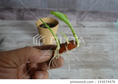 Hand holding turmeric rhizome sprouting new green leaves and roots, preparing for organic home gardening Hand holding turmeric rhizome sprouting new green leaves and roots, preparing for organic home gardening 143674476