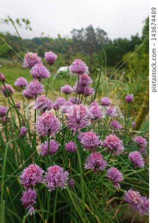 Purple chive flowers blooming in an organic herb garden Purple chive flowers blooming in an organic herb garden 143674489