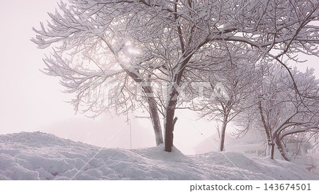 雪地裡挺立的樹木 雪地裡挺立的樹木 143674501