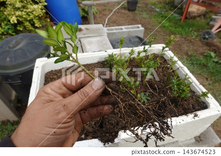 Hand holding a boxwood cutting with roots, illustrating successful propagation from a sapling in a soil-filled planter Hand holding a boxwood cutting with roots, illustrating successful propagation from a sapling in a soil-filled planter 143674523