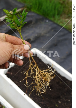 Hand holding boxwood plant cutting with roots, propagating new plants for gardening and horticulture Hand holding boxwood plant cutting with roots, propagating new plants for gardening and horticulture 143674525