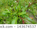 Curly dock plant (rumex crispus) growing in green meadow showing its broad leaves and reddish brown seeds on stems 143674537