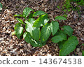 Green alkanet plant growing on forest floor, showing vibrant green leaves among dry autumn foliage 143674538