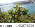 Blackberry bush budding in spring with coastal background 143674539
