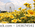 黃花 143674541
