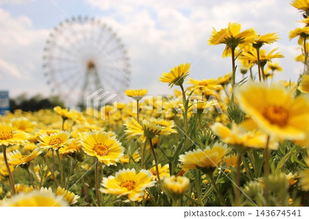 黃花 143674541