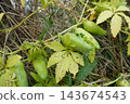 Achocha growing in garden, cyclanthera pedata vine producing fresh green caigua fruits on wire fence 143674543