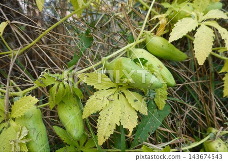 Achocha growing in garden, cyclanthera pedata vine producing fresh green caigua fruits on wire fence Achocha growing in garden, cyclanthera pedata vine producing fresh green caigua fruits on wire fence 143674543