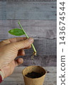 Hand holding turmeric sprout with roots, preparing for planting in peat pot, symbolizing growth and gardening 143674544