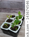 Yacon plant seedlings growing in repurposed yogurt cups, showing sustainable home gardening and propagation 143674546