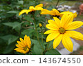Jerusalem artichoke, also known as sunroot or sunchoke, blooming with vibrant yellow petals and green leaves in a garden setting 143674550