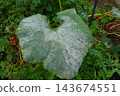 Zucchini leaf affected by powdery mildew fungal disease, showing white spots and plant pathology in a home garden 143674551