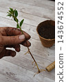 Gardener's hand holding a boxwood cutting with established roots, preparing for propagation and new plant growth 143674552