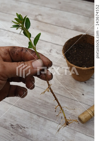 Gardener's hand holding a boxwood cutting with established roots, preparing for propagation and new plant growth Gardener's hand holding a boxwood cutting with established roots, preparing for propagation and new plant growth 143674552