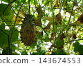 Kiwano horned melon growing on a vine in a greenhouse, showing exotic fruit agriculture and healthy eating 143674553