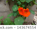 Nasturtium flower blooming against concrete wall, showing vibrant orange petals and green circular leaves 143674554