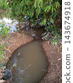 Small muddy water stream flowing into river under bamboo trees 143674918
