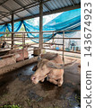 Albino Asian water buffalo resting inside farm shelter enclosure 143674923