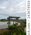 Old abandoned wooden hut structure in Asian flooded rice field 143674924