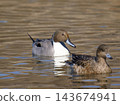 Pintail 143674941