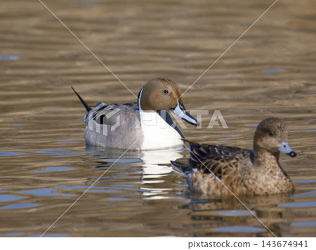 Pintail Pintail 143674941