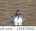 Front view of a Northern Pintail 143674942