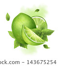 Bright sour lime, with juicy slices and mint leaves. The watercolor illustration is hand-drawn. For menus, textiles, and tableware. 143675254