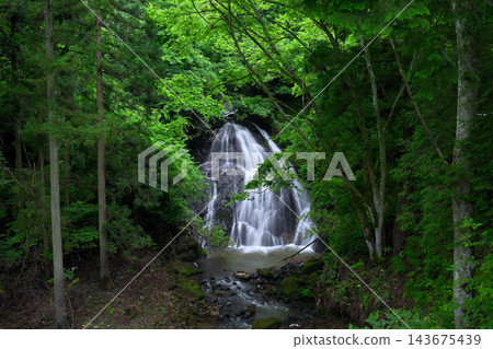 Shorenka Falls(福井縣越前市) Shorenka Falls(福井縣越前市) 143675439