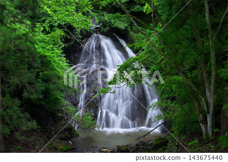 Shorenka Falls(福井縣越前市) Shorenka Falls(福井縣越前市) 143675440