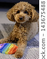 Friendly toy poodle brown color 143675488