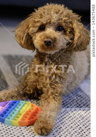 Friendly toy poodle brown color Friendly toy poodle brown color 143675488