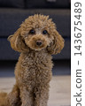 Friendly toy poodle brown color 143675489