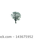 A bare tree stands in the center 143675952