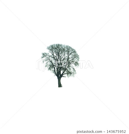 A bare tree stands in the center A bare tree stands in the center 143675952