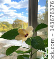 Side view of a delicate pale yellow hibiscus flower near a window with blurred blue sky and autumn trees background 143676376