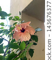Low angle view of a blooming peach hibiscus flower with green leaves reaching towards the light  143676377
