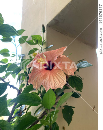 Low angle view of a blooming peach hibiscus flower with green leaves reaching towards the light Low angle view of a blooming peach hibiscus flower with green leaves reaching towards the light 143676377