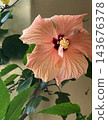 Beautiful peach hibiscus flower blooming indoors, natural light, botanical close up  143676378
