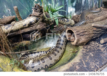 massive Green Anaconda, aka Eunectus murinus snake, in captivity at Instituto Butanta, Sao Paulo, Brazil massive Green Anaconda, aka Eunectus murinus snake, in captivity at Instituto Butanta, Sao Paulo, Brazil 143676735