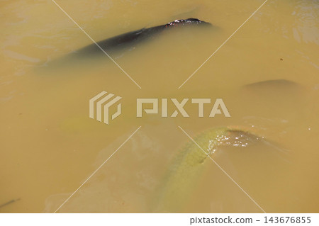 pirarucus fish, Arapaima gigas, on surface of muddy water. native to the basin of Amazon River pirarucus fish, Arapaima gigas, on surface of muddy water. native to the basin of Amazon River 143676855