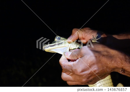 man holds baby alligator in hands, in demonstration using flashlight illumination. Caiman crocodilus man holds baby alligator in hands, in demonstration using flashlight illumination. Caiman crocodilus 143676857