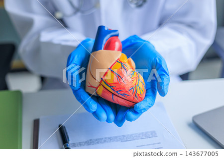 Close up of hands in blue medical gloves holding a human heart model Close up of hands in blue medical gloves holding a human heart model 143677005