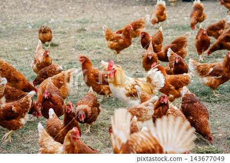 Brown hens and a white rooster forage together on bare farm ground. Concept of poultry farming, animal husbandry, rural life and food production. 143677049